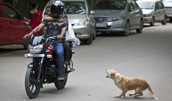 10KeyThings Street Dog