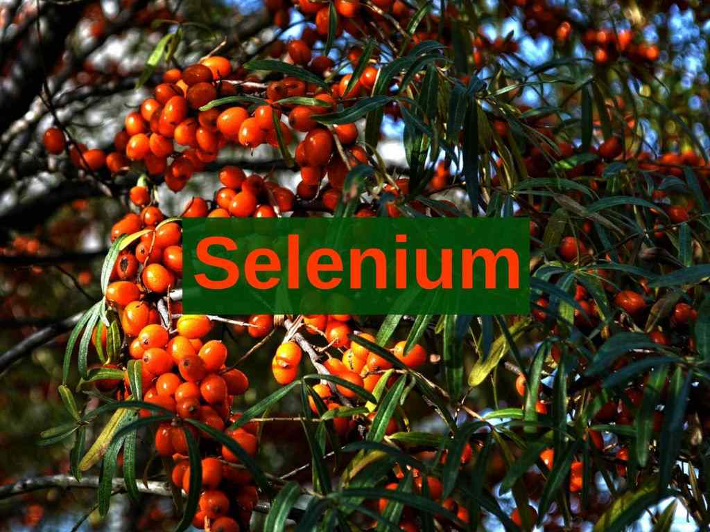 10KeyThings Selenium guide